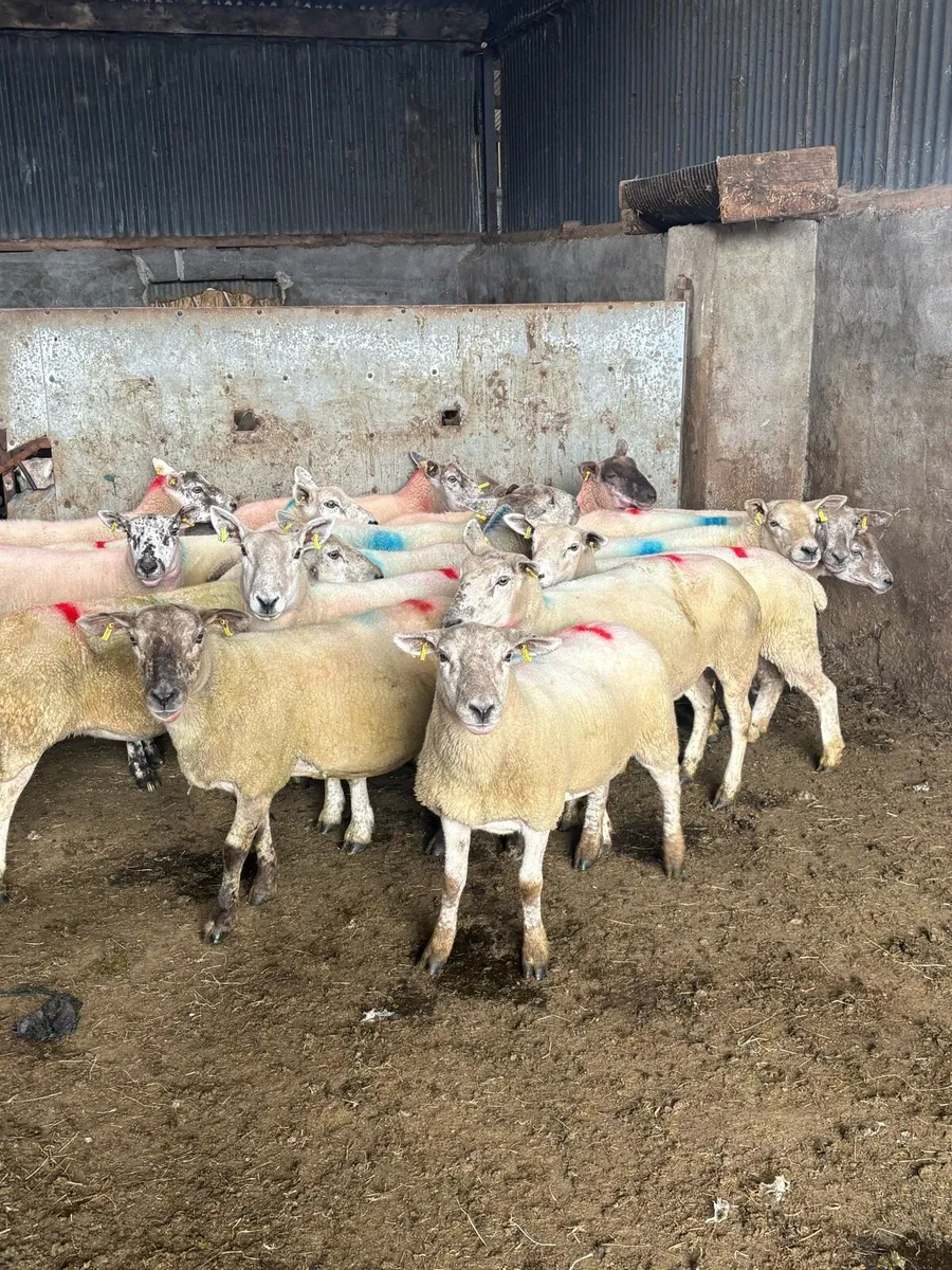 Breeding ewes - Image 2