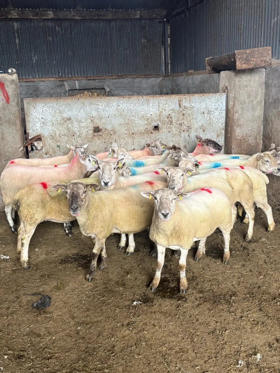 Breeding ewes - Image 3