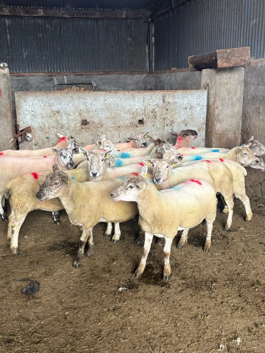 Breeding ewes - Image 4
