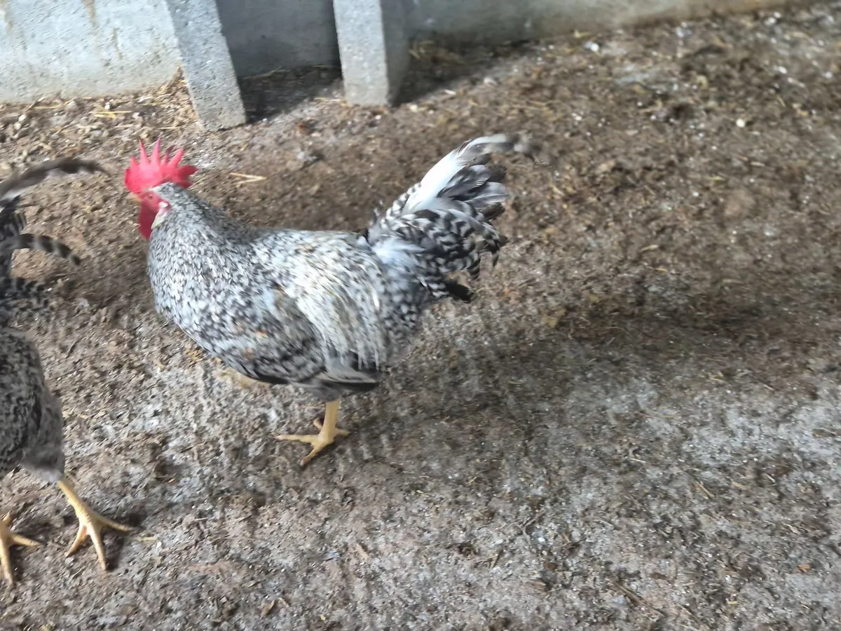 Legbar and  Maran Roosters for sale - Image 3