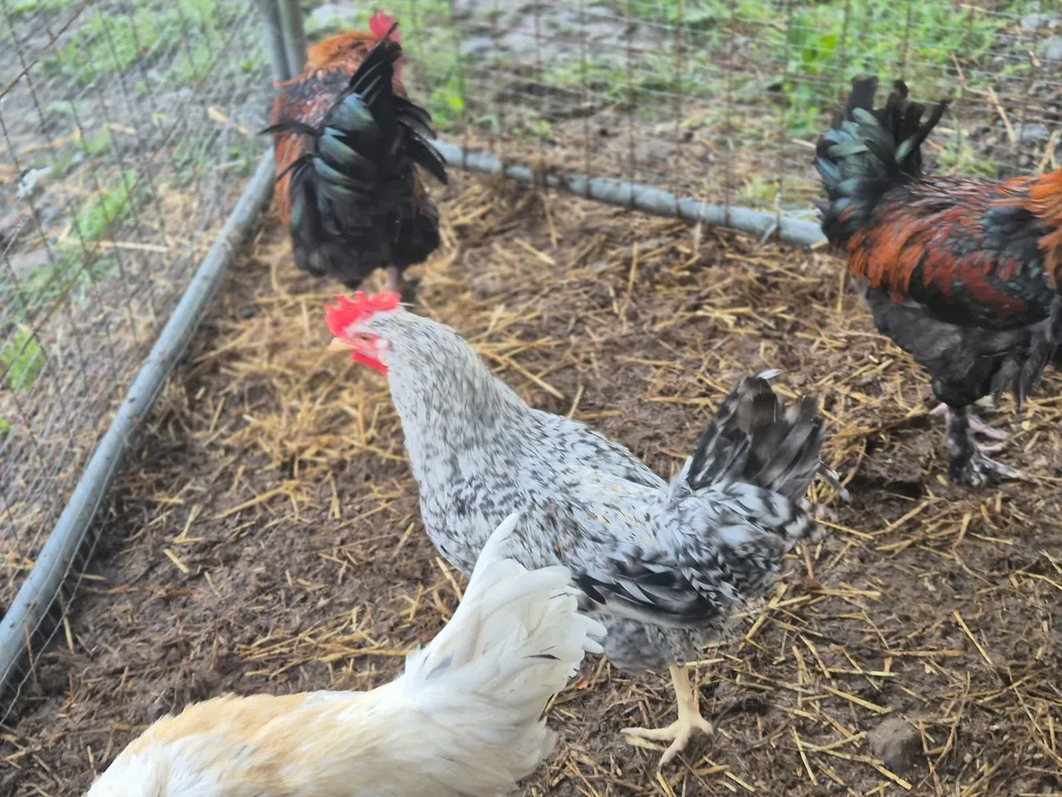 Legbar and  Maran Roosters for sale - Image 4