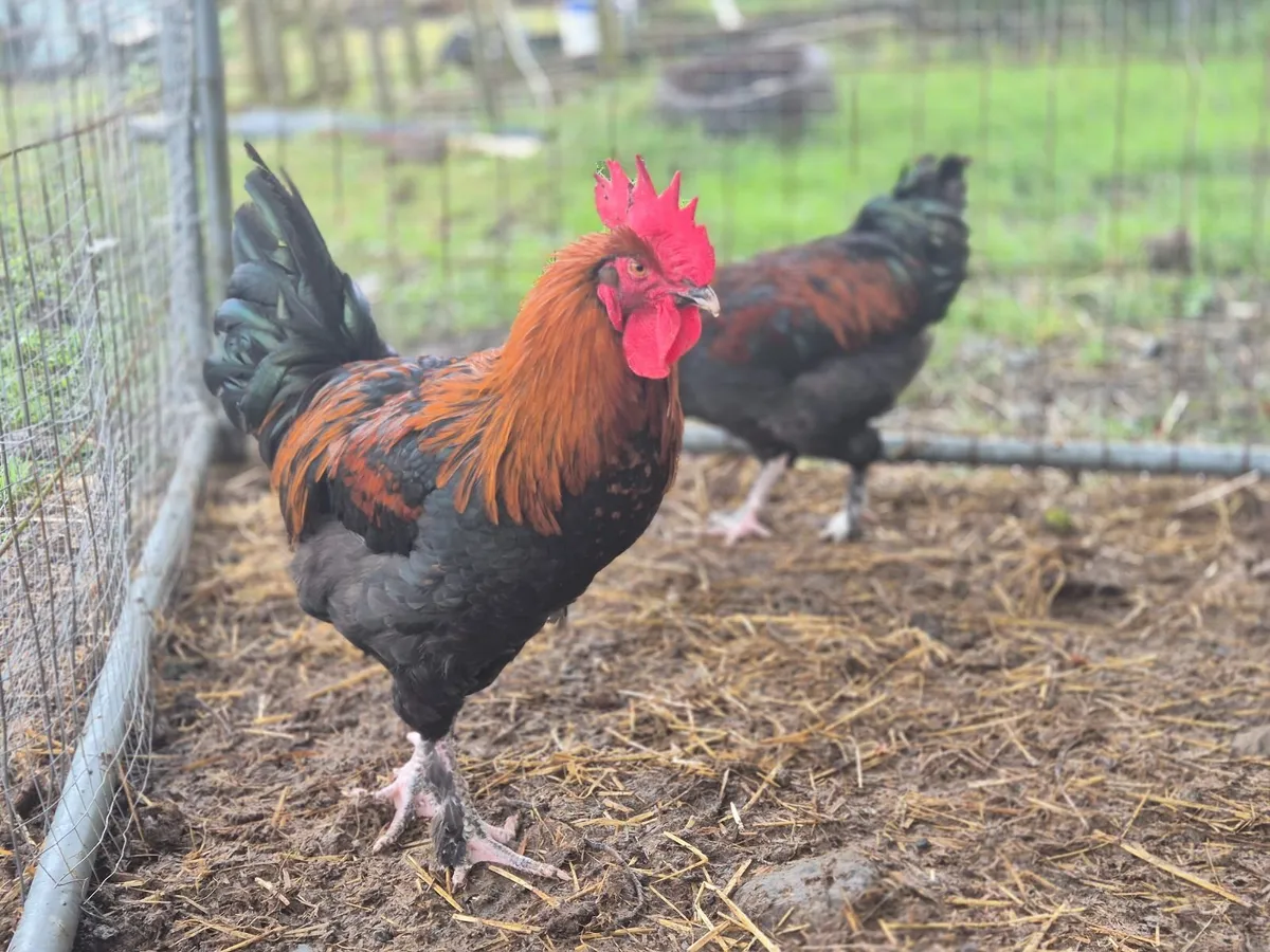 Legbar and  Maran Roosters for sale - Image 2