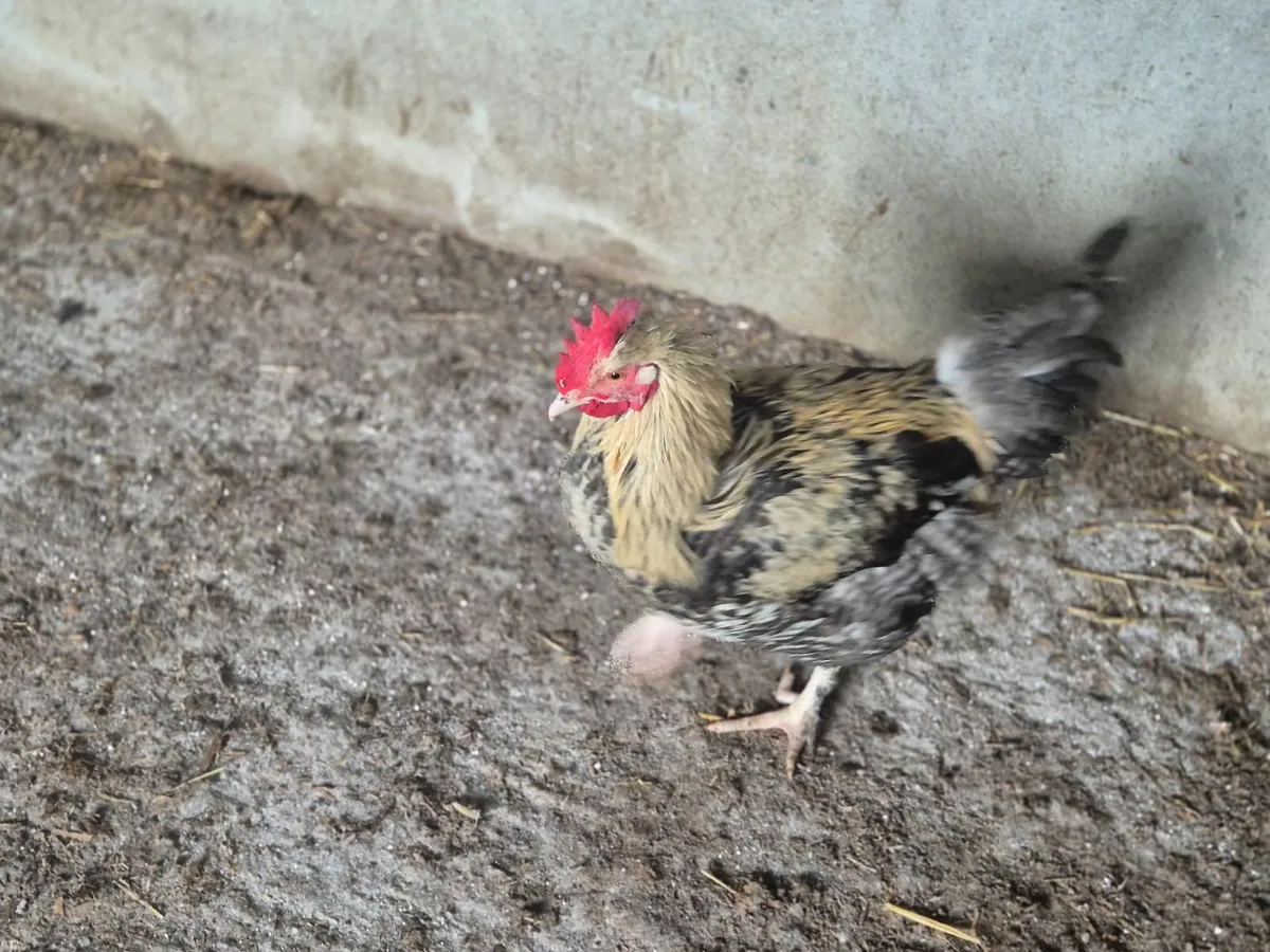 Roosters for sale - Image 2