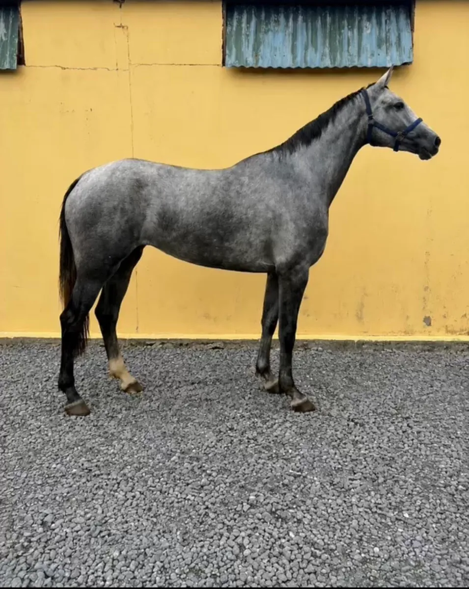 Grand Cru Filly - Image 2
