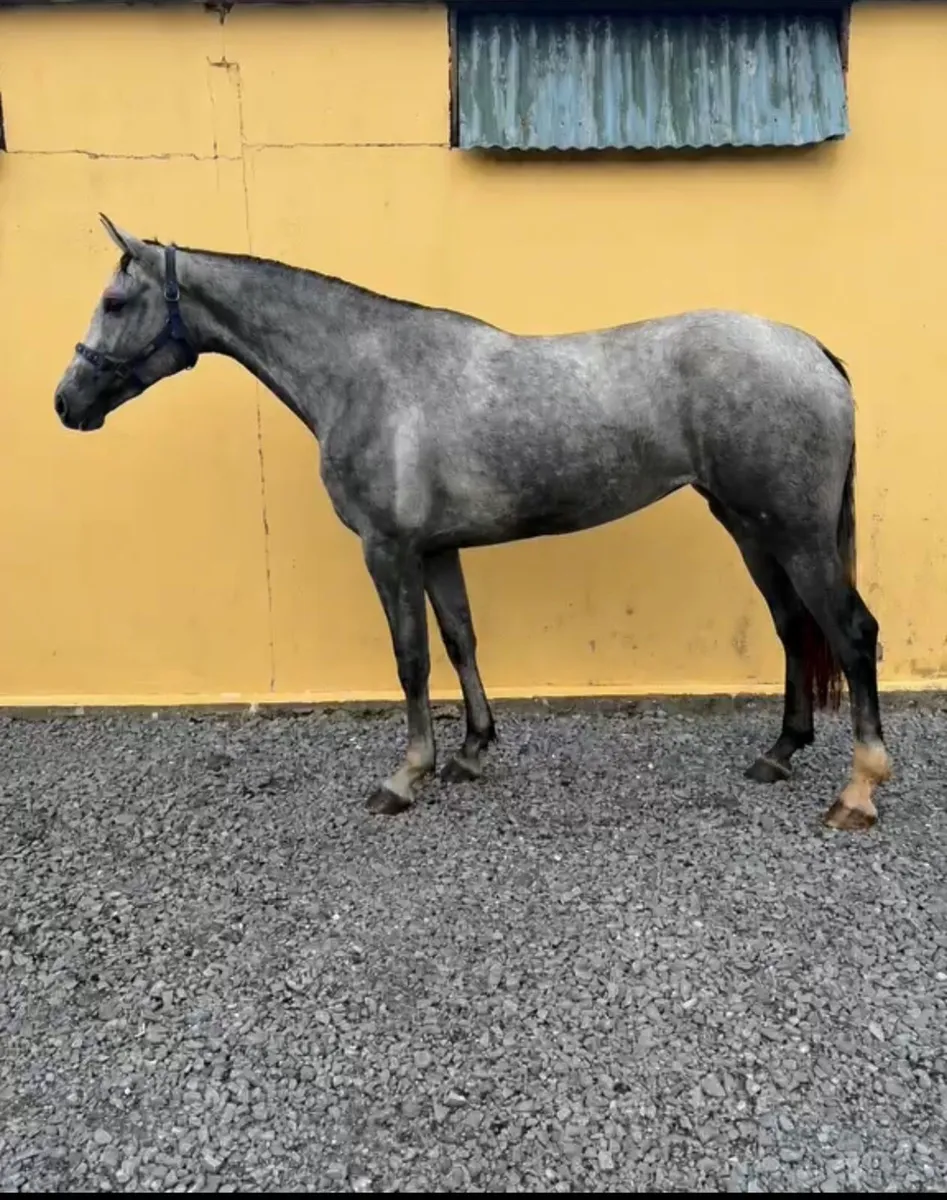 Grand Cru Filly - Image 3