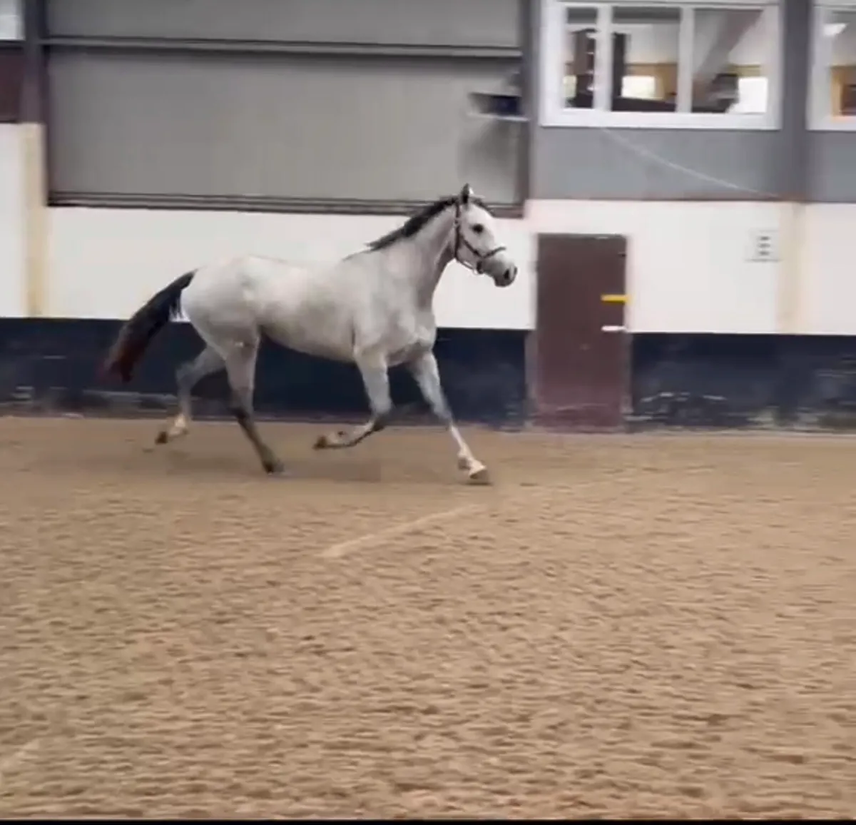 Grand Cru Filly - Image 4