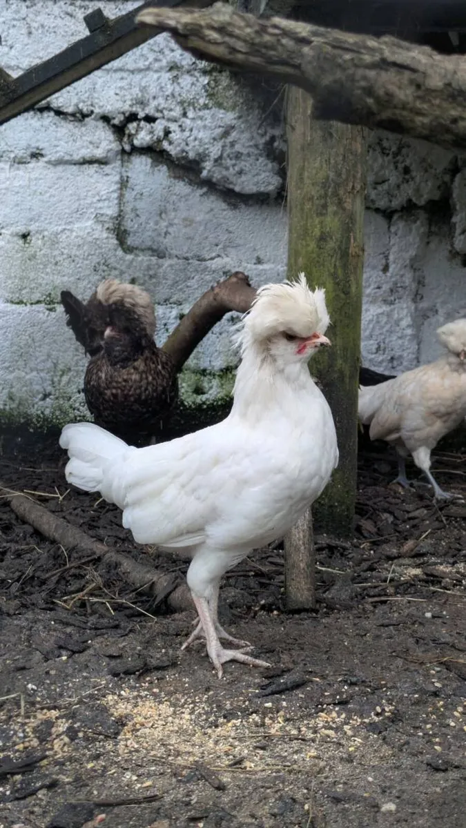 Polish Cockerel - Image 1