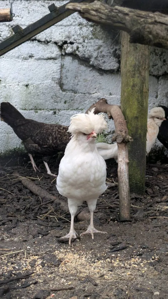 Polish Cockerel - Image 2
