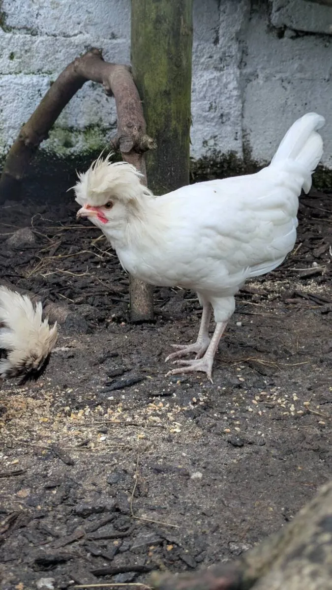 Polish Cockerel - Image 3