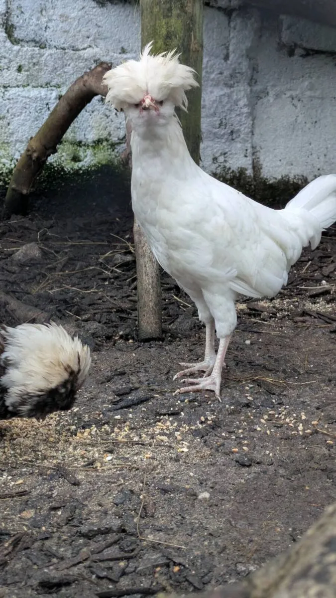 Polish Cockerel - Image 4