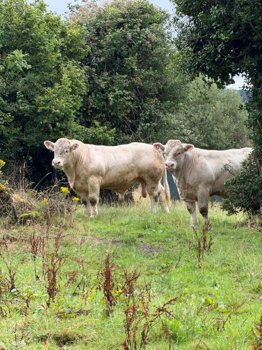 Charolais Bulls for sale - Image 1