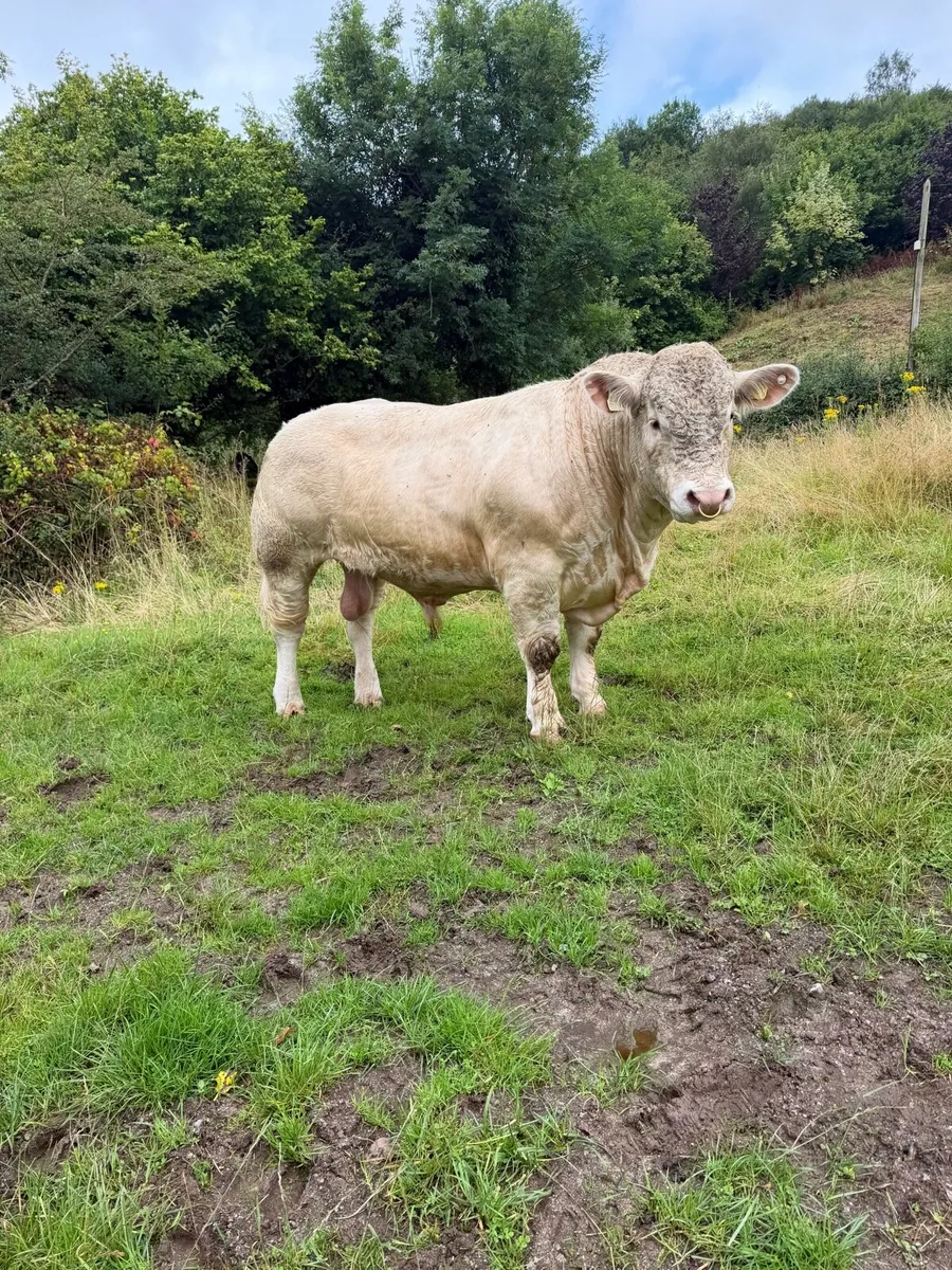 Charolais Bulls for sale - Image 2