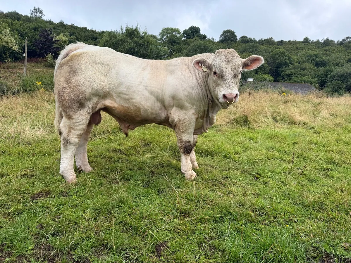 Charolais Bulls for sale - Image 3