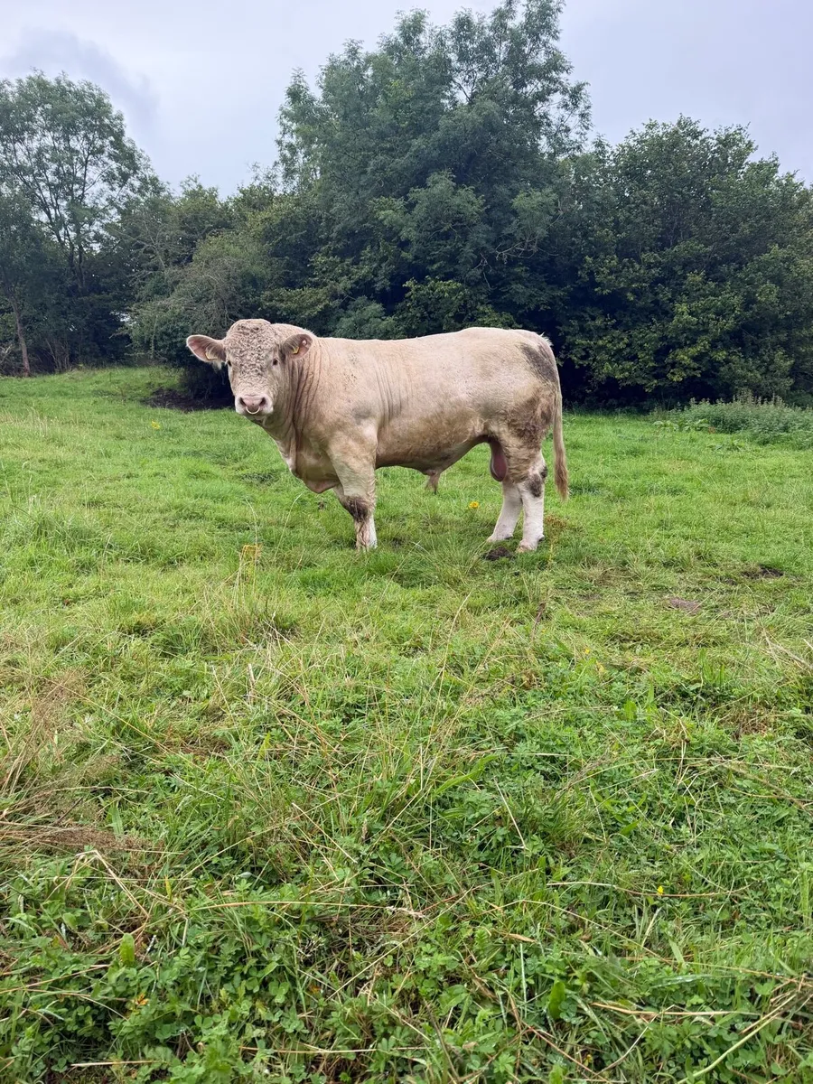 Charolais Bulls for sale - Image 4