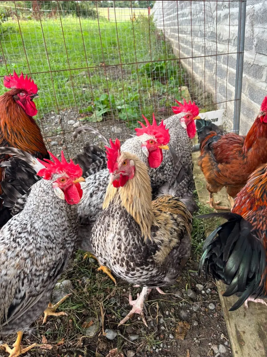 Legbar and  Maran Roosters for sale - Image 1
