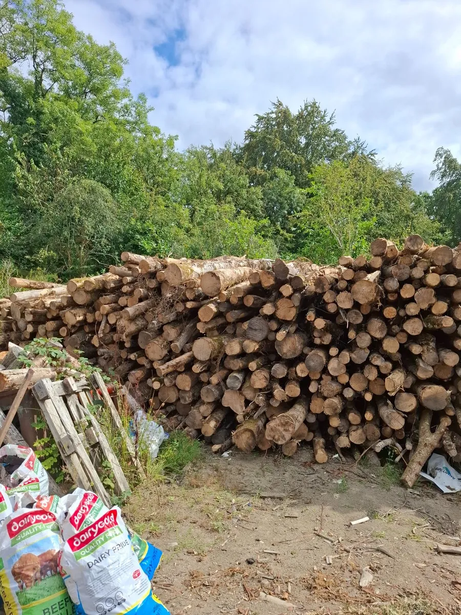 Firewood - Image 2