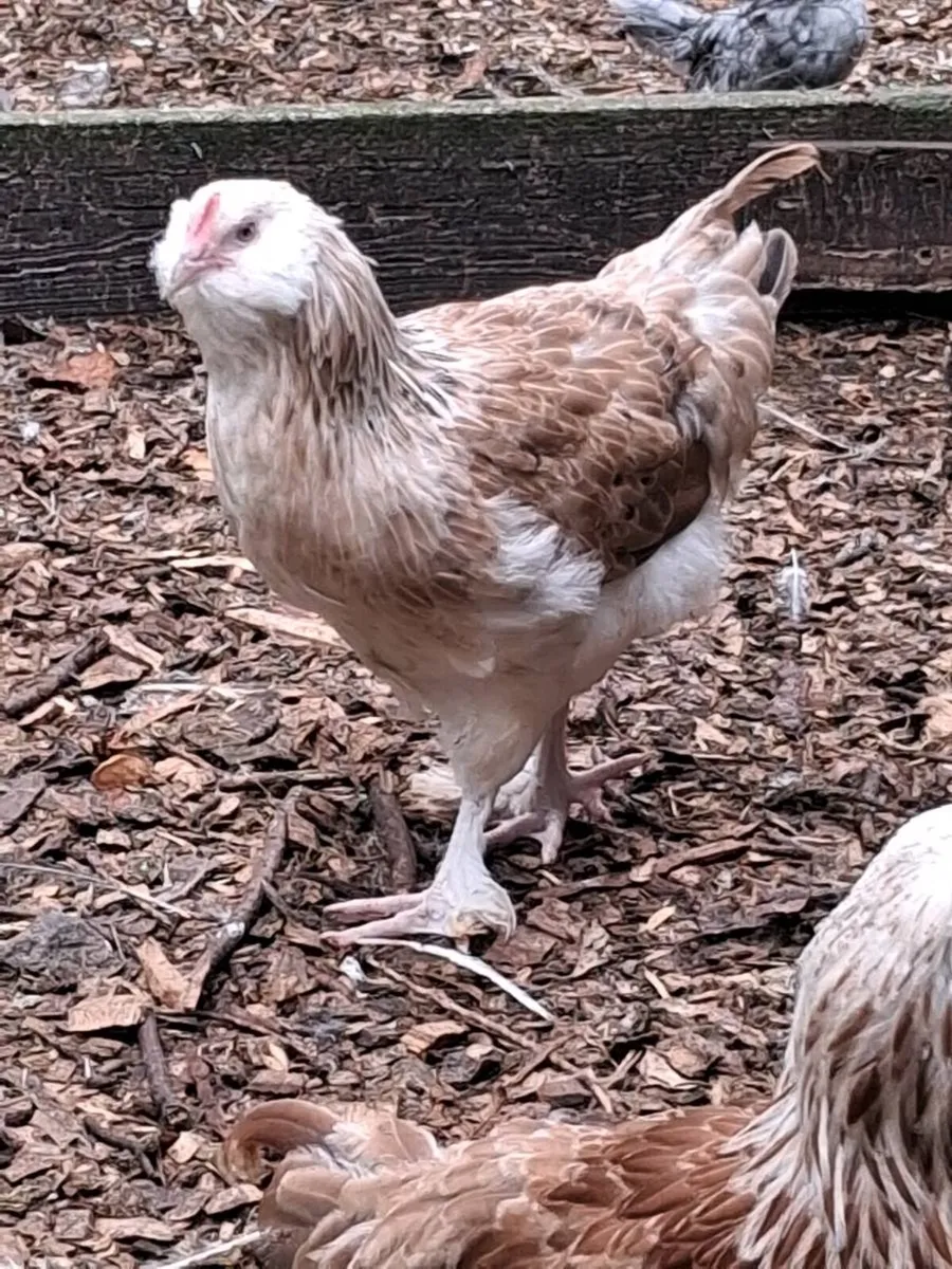 Cochin, silkies, polish ,Welsummer, Jap bantams - Image 3