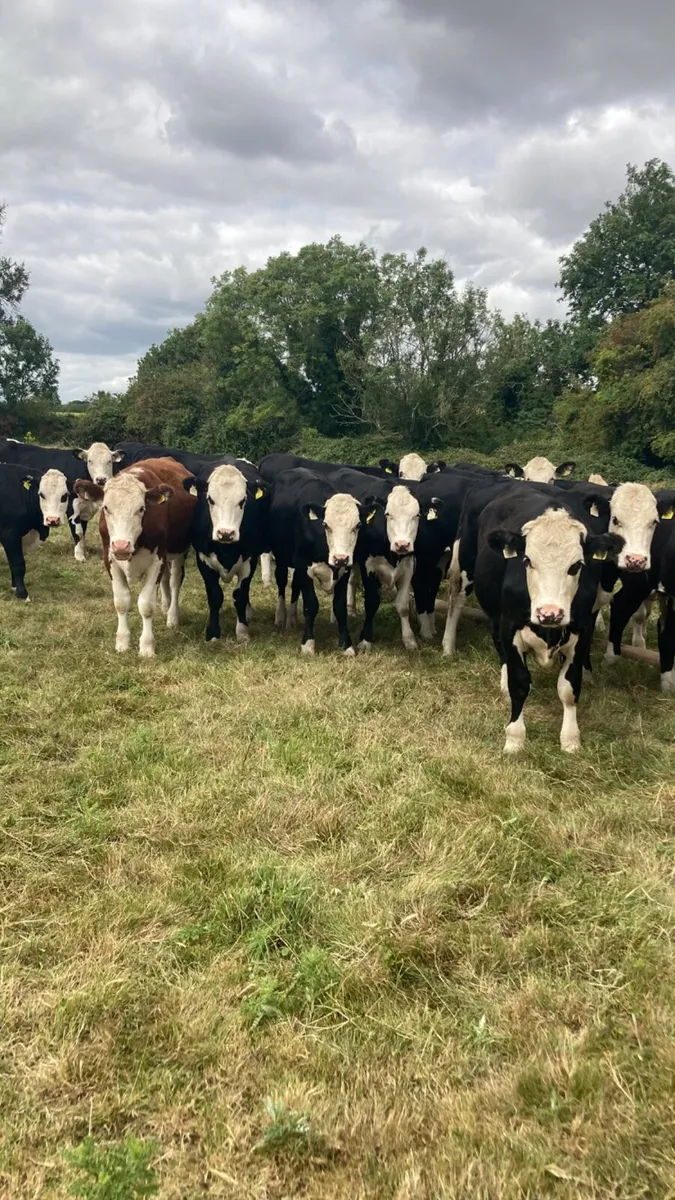 Hereford heifers