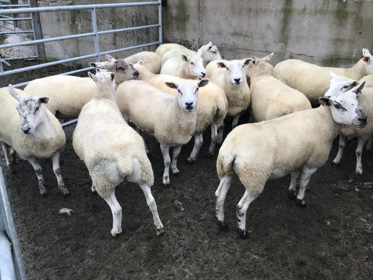 14 Texel-Mule Dry Hogget Ewes - Image 3