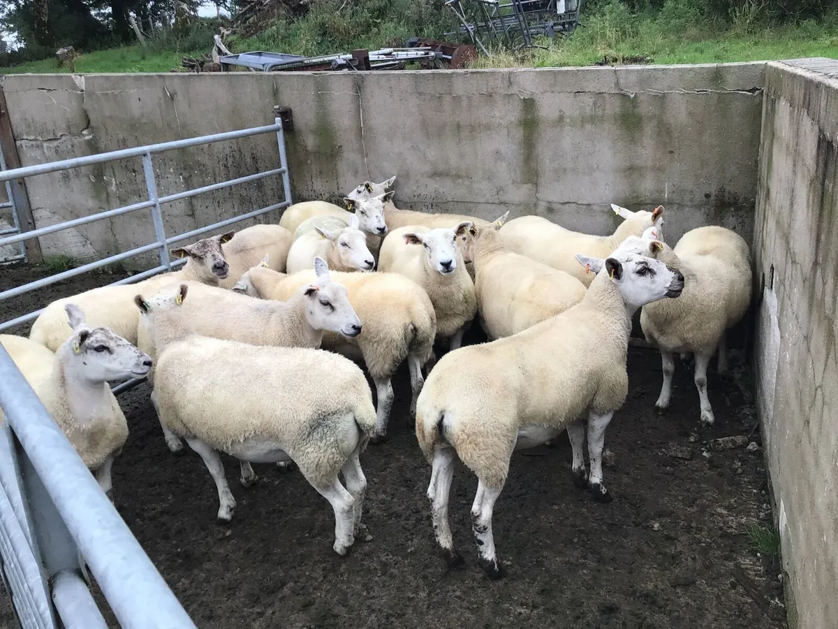 14 Texel-Mule Dry Hogget Ewes - Image 2