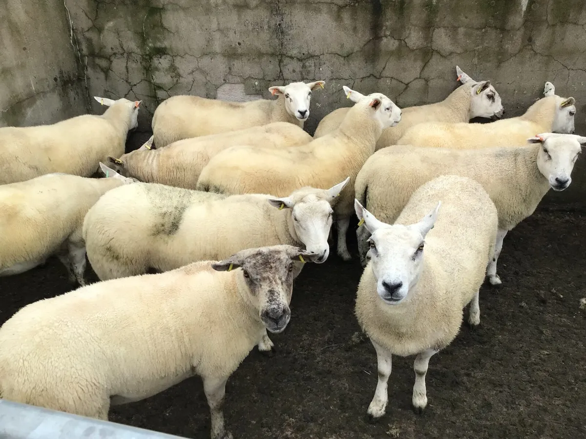14 Texel-Mule Dry Hogget Ewes - Image 4