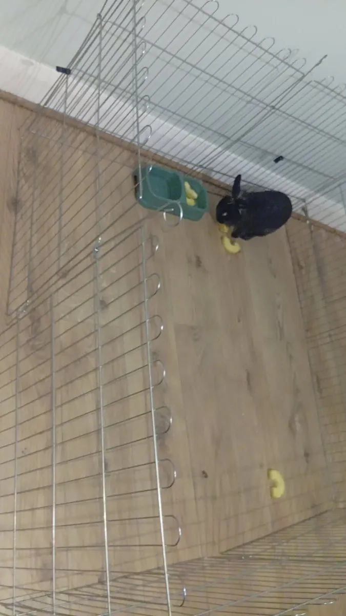 Free to good home Rabbit and cage - Image 1