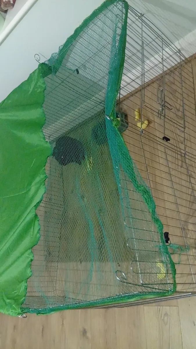 Free to good home Rabbit and cage - Image 2