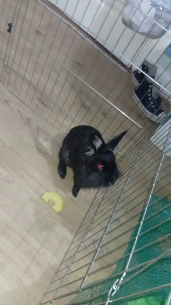 Free to good home Rabbit and cage - Image 3