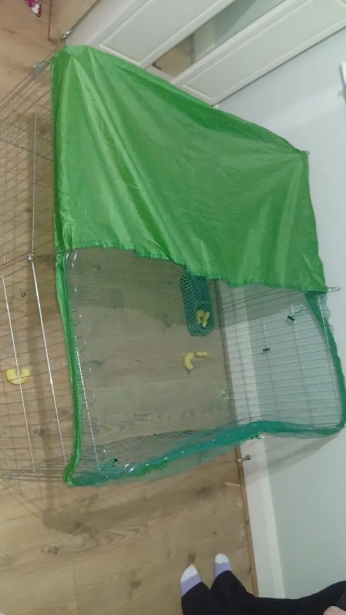 Free to good home Rabbit and cage - Image 4