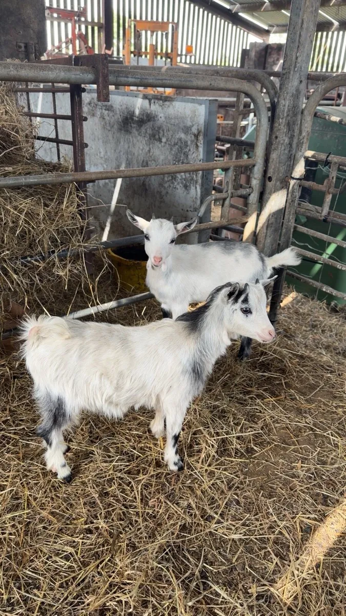 Pygmy Goats - Image 1