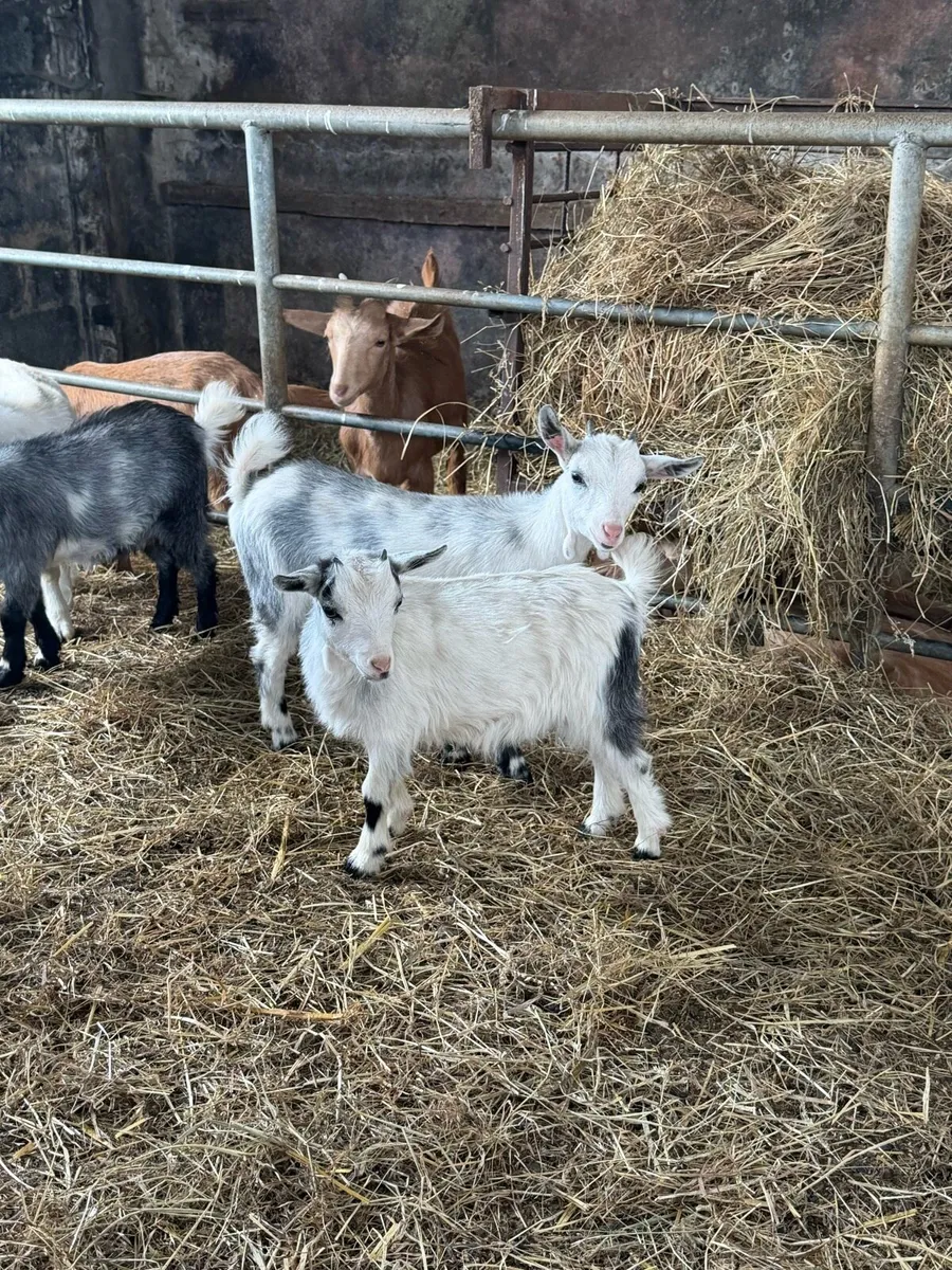 Pygmy Goats - Image 3