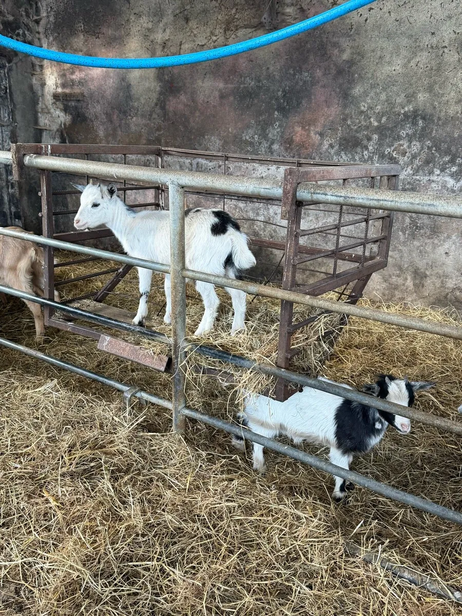Pygmy Goats - Image 4