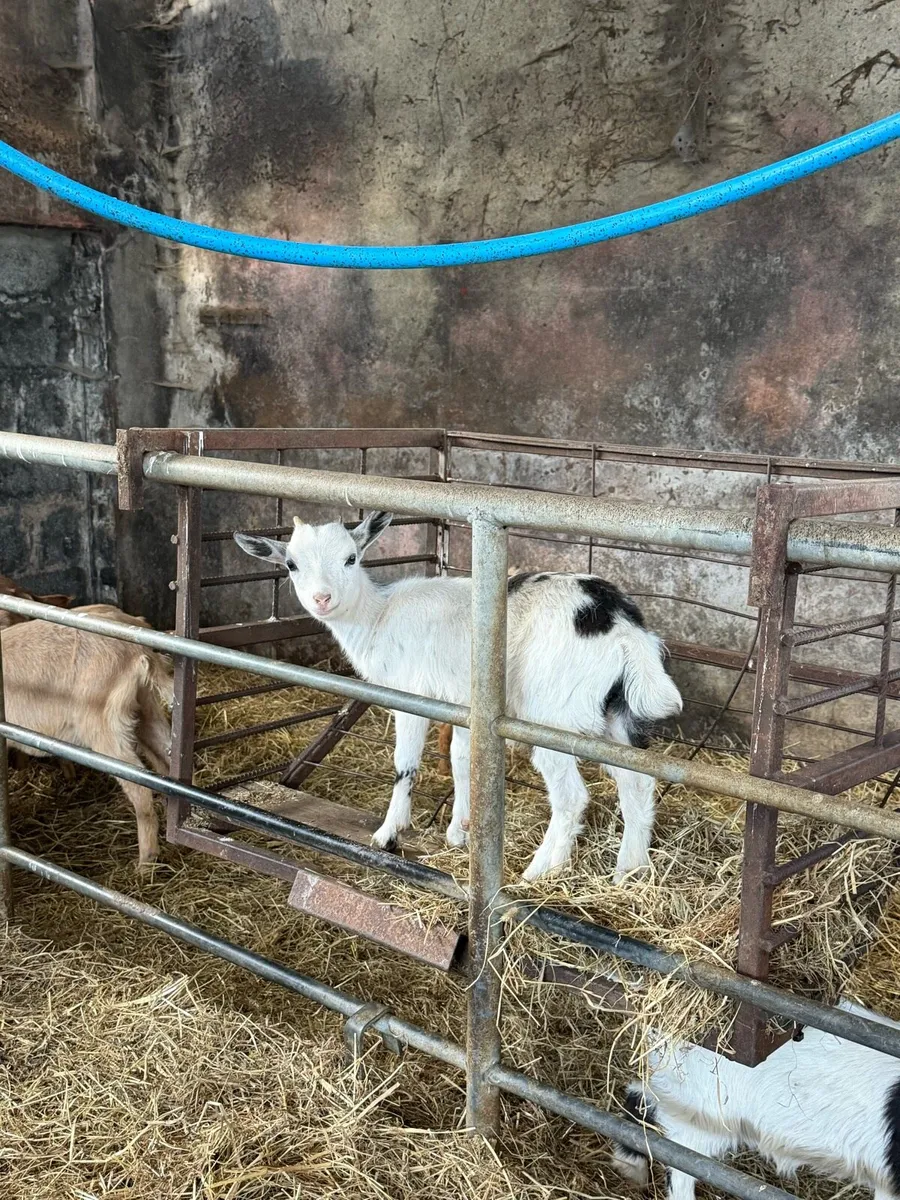 Pygmy Goats - Image 2