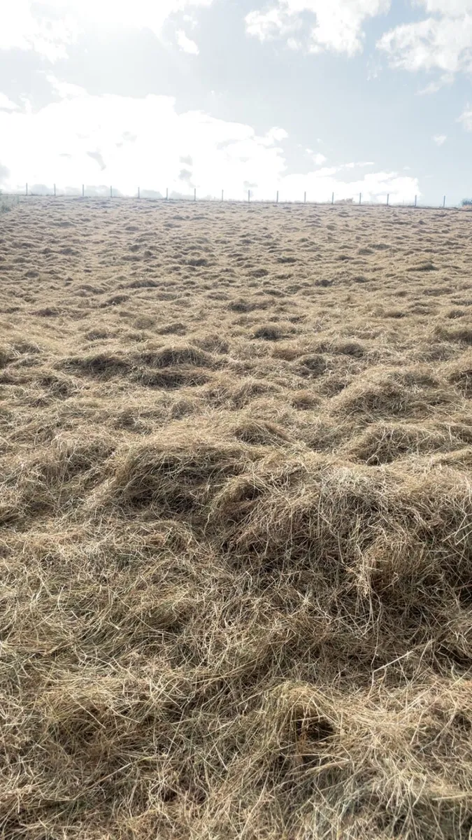 Horse hay - Image 1