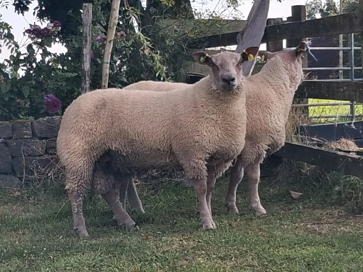Rams - Image 2