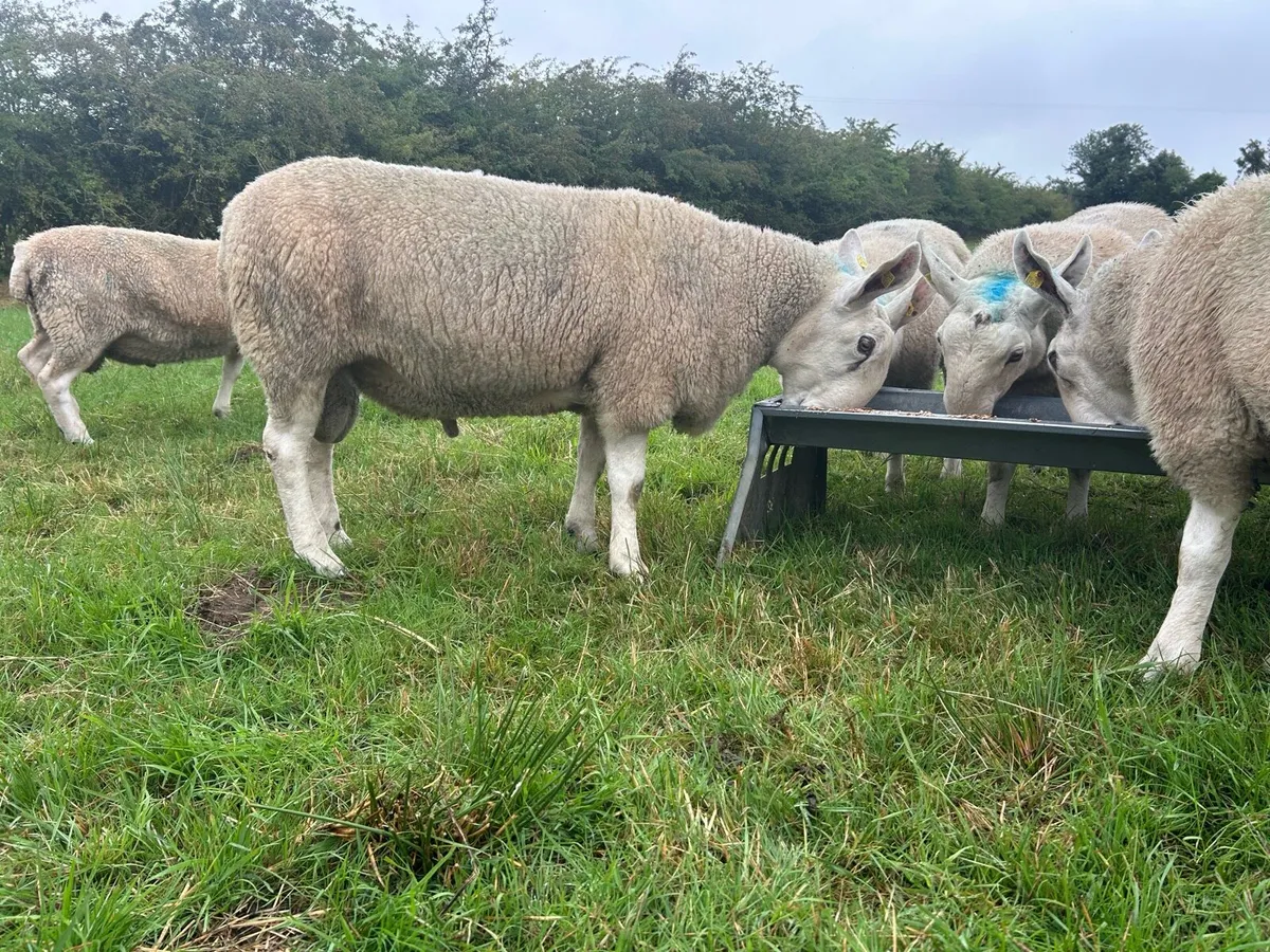 PBR Border Leicester Rams - Image 3
