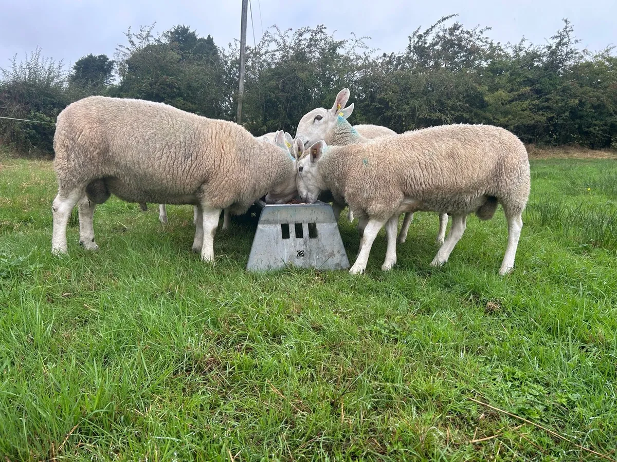 PBR Border Leicester Rams - Image 4