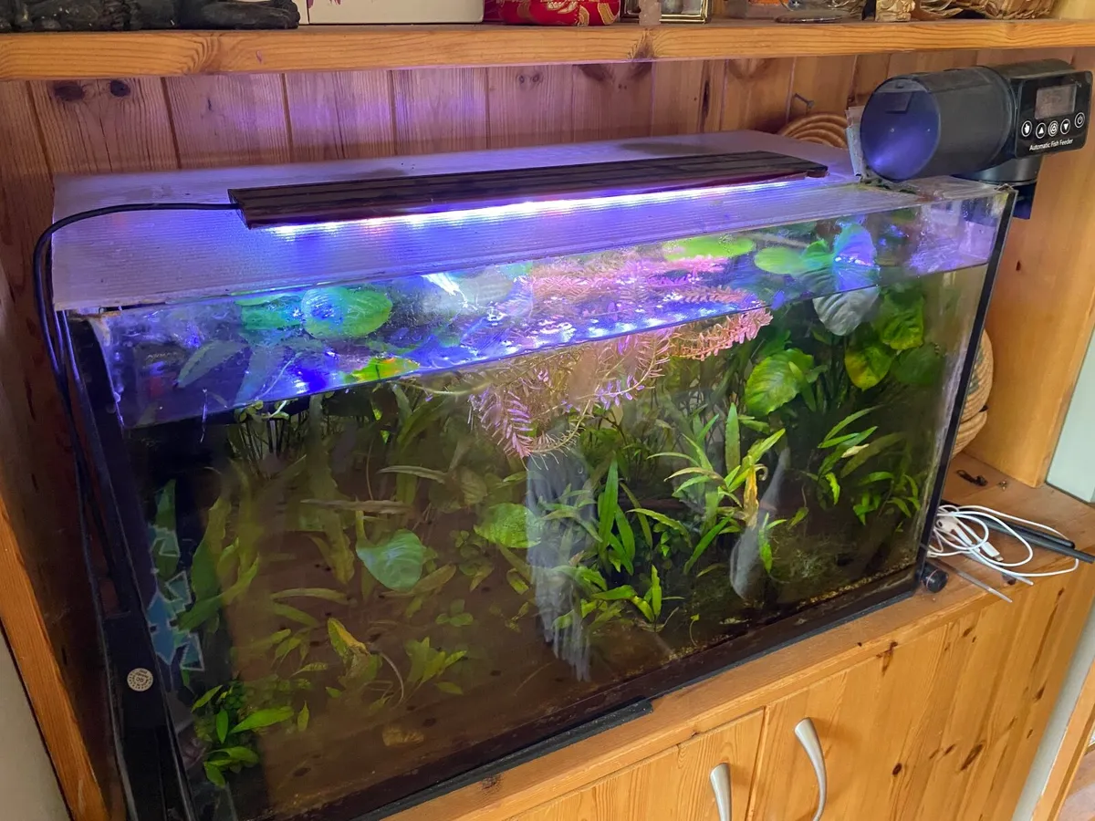 65ltr Aquarium with aquascape and tetras - Image 3