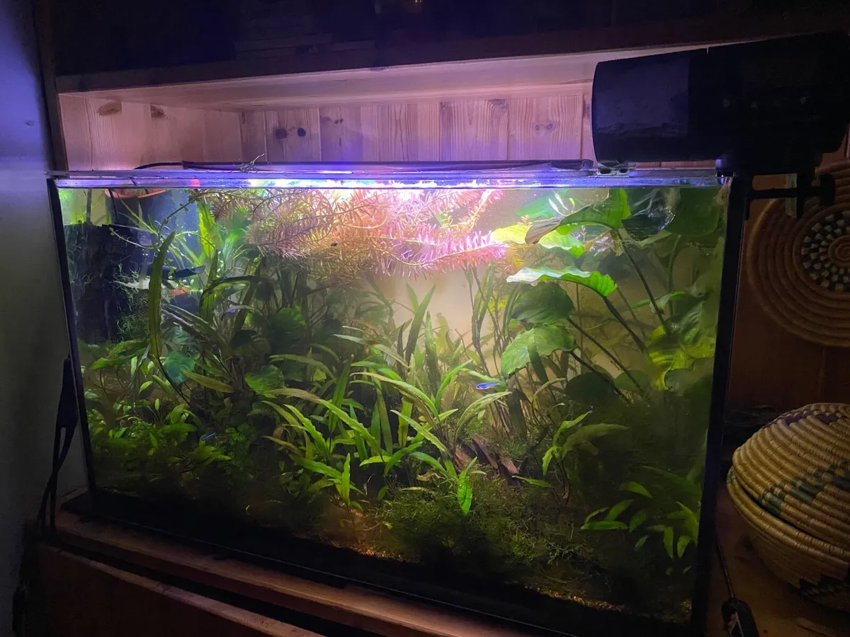 65ltr Aquarium with aquascape and tetras - Image 1