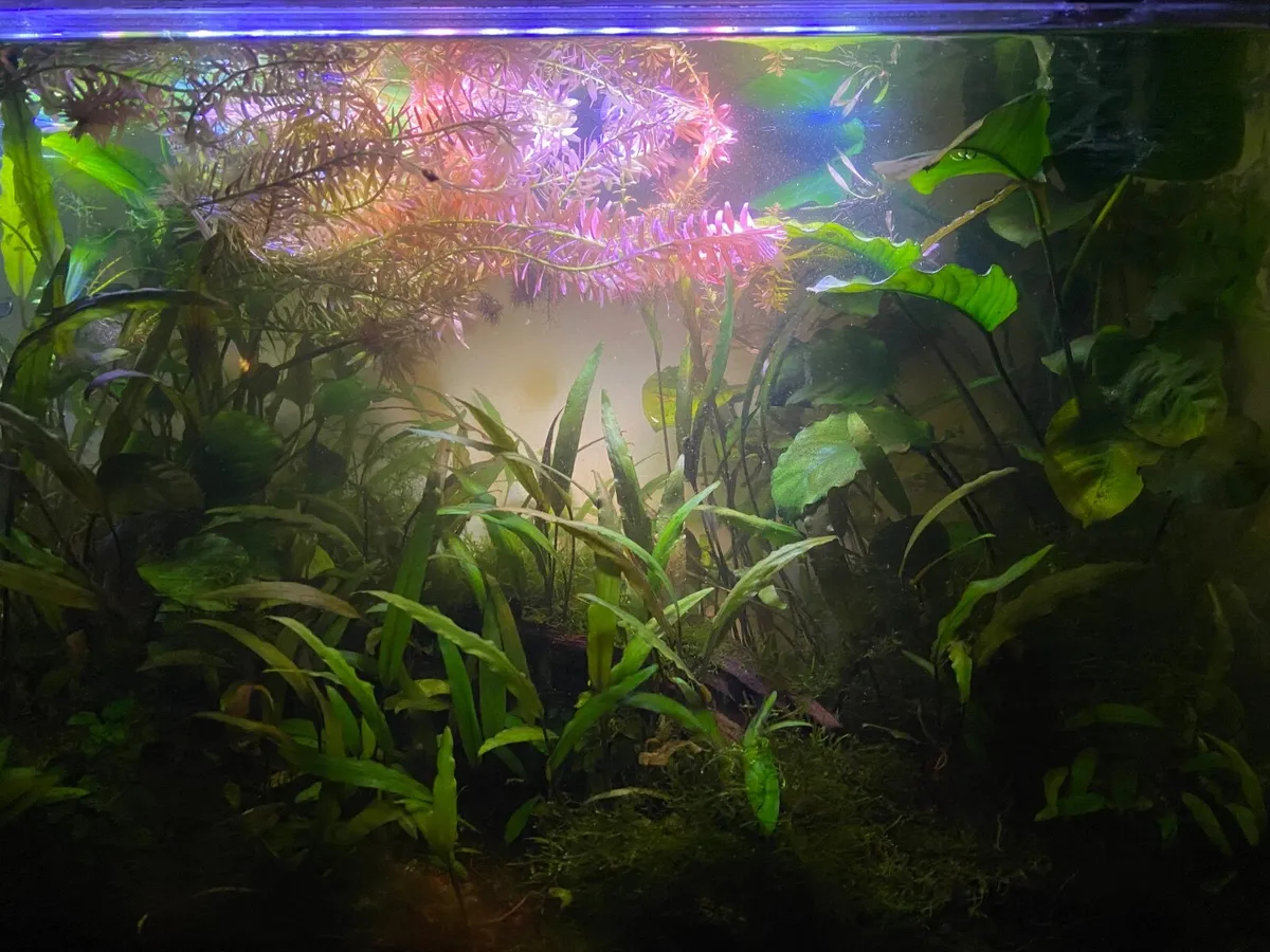 65ltr Aquarium with aquascape and tetras - Image 2