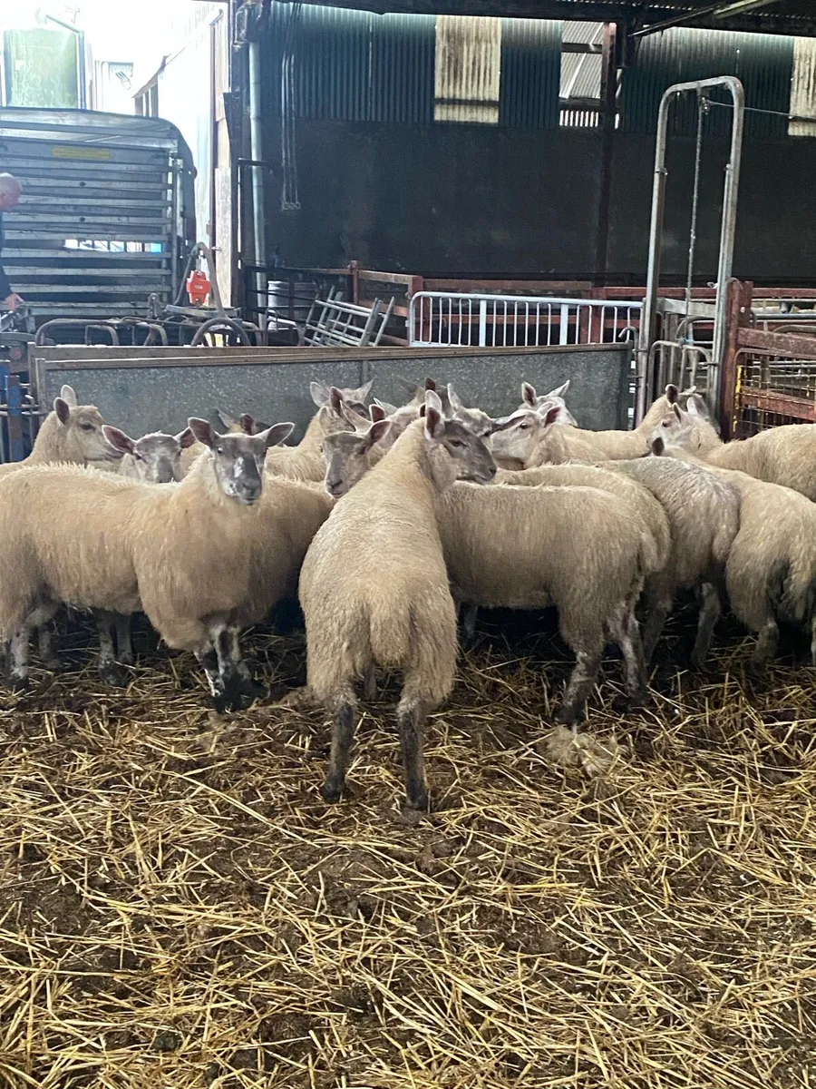 Charly cross ewe lambs - Image 1