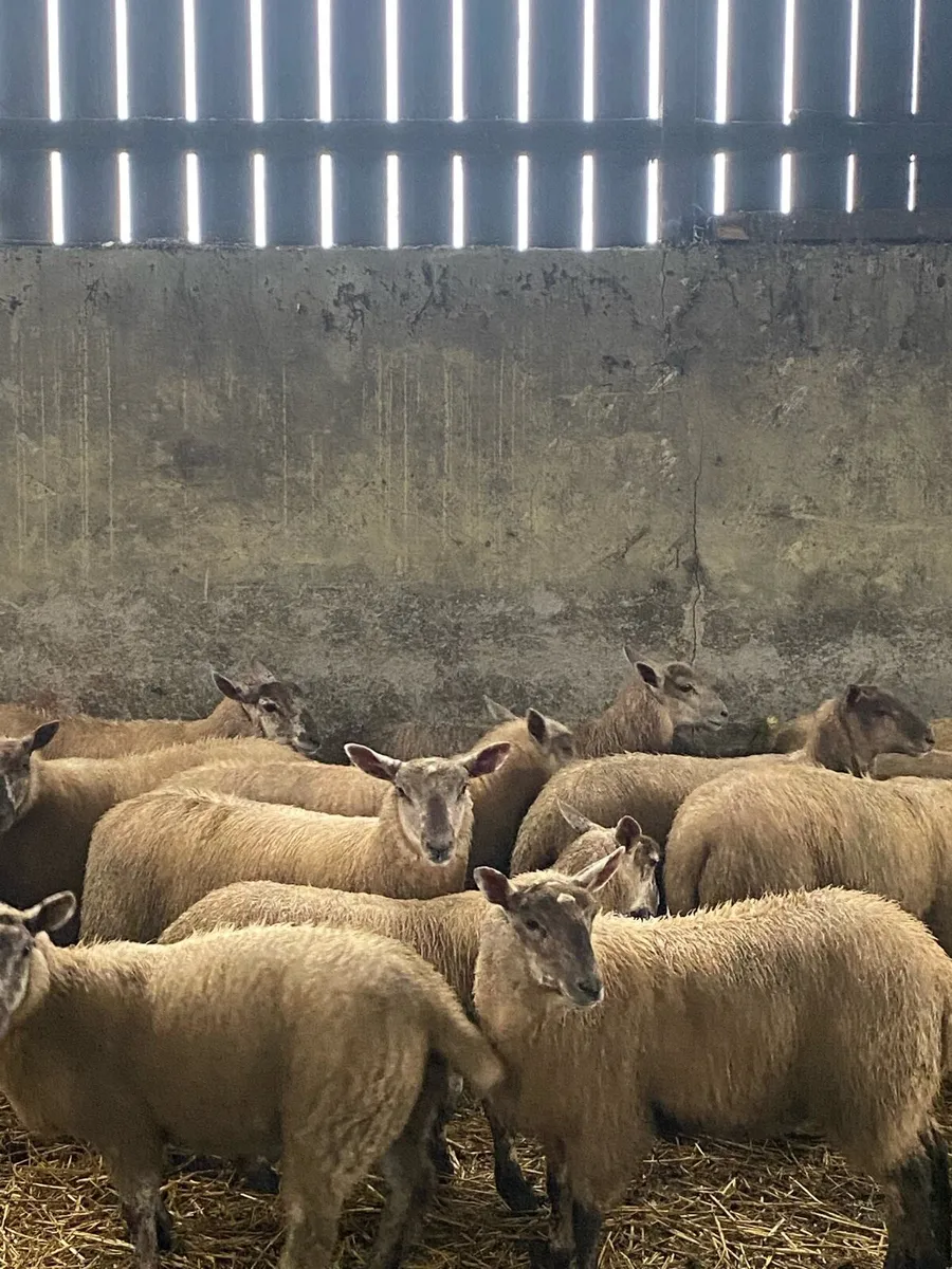 Charly cross ewe lambs - Image 2