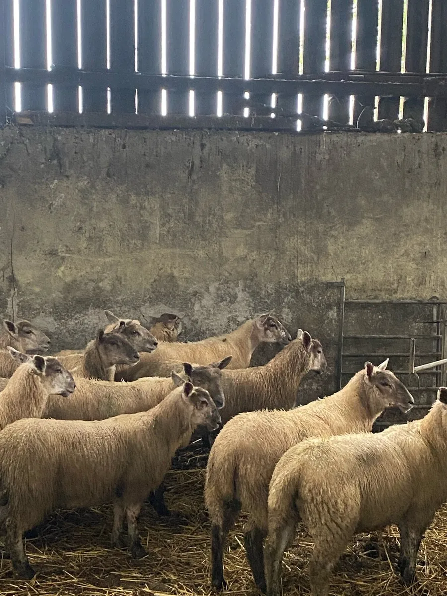 Charly cross ewe lambs - Image 3