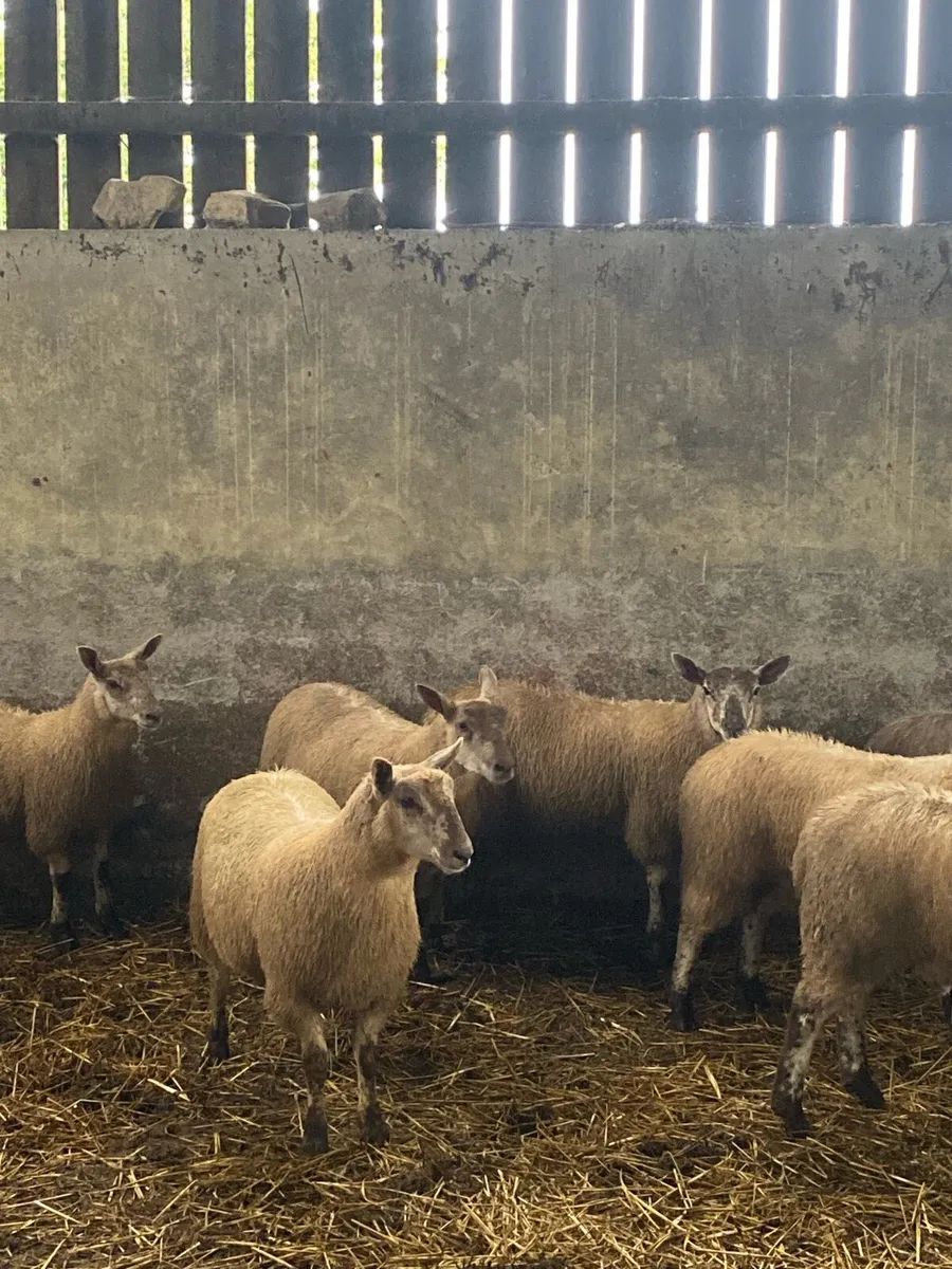 Charly cross ewe lambs - Image 4