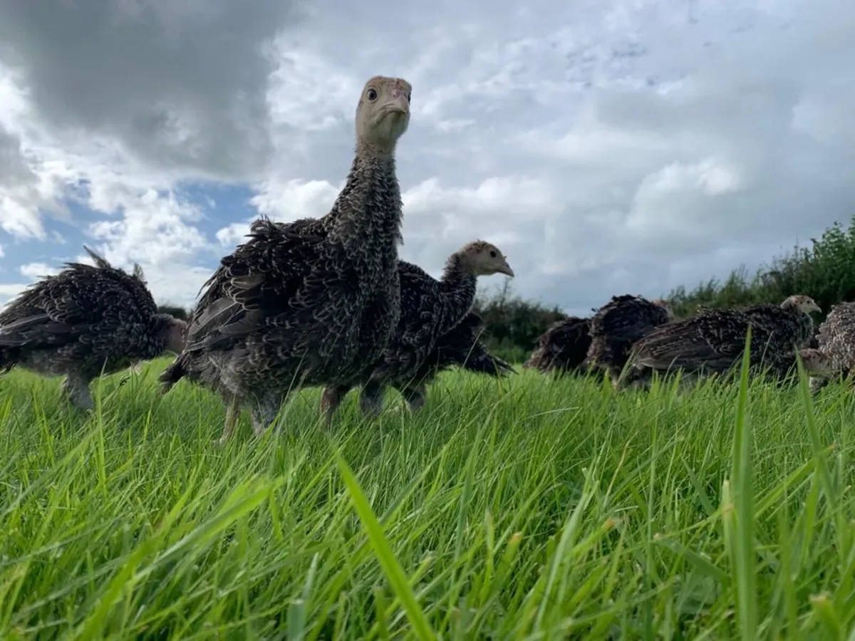 Turkeys - Image 1