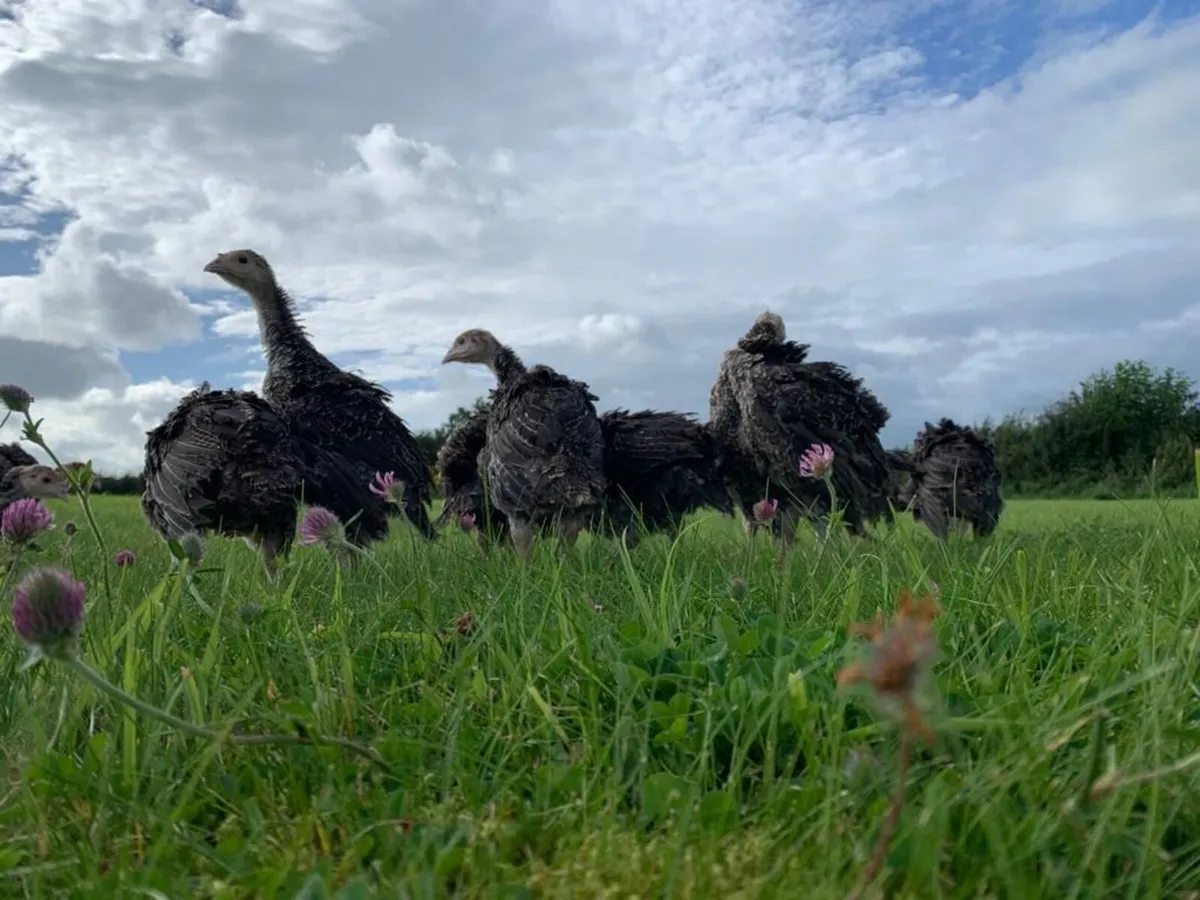 Turkeys - Image 2