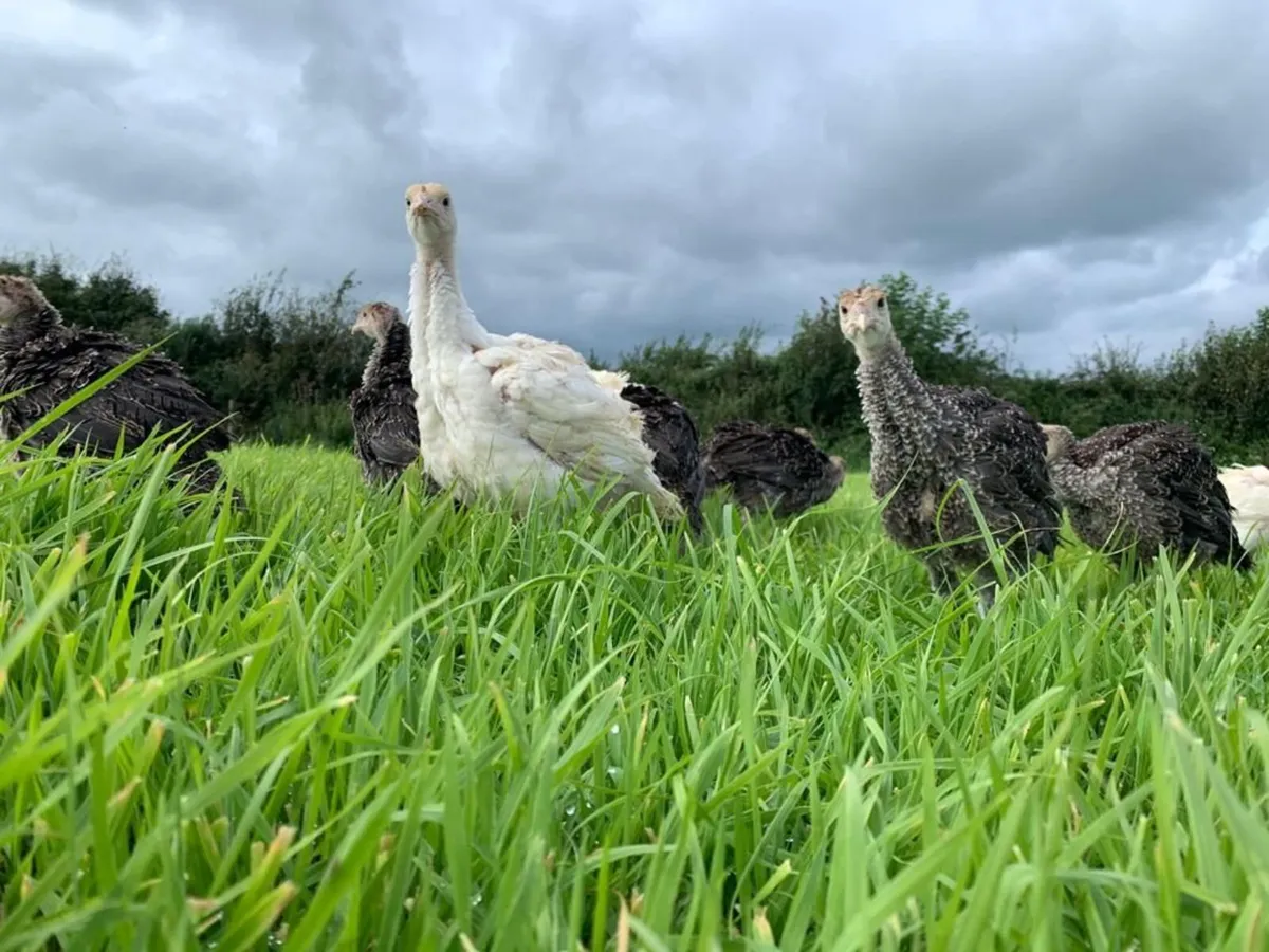 Turkeys - Image 4
