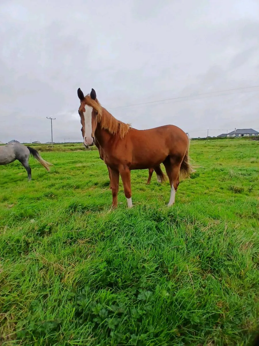 Yearling colt Billy Zeus x Cruise On - Image 1