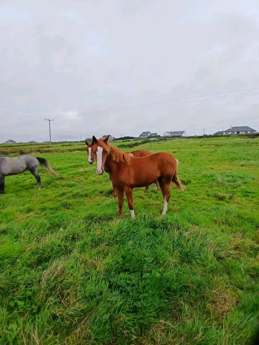 Yearling colt Billy Zeus x Cruise On - Image 2