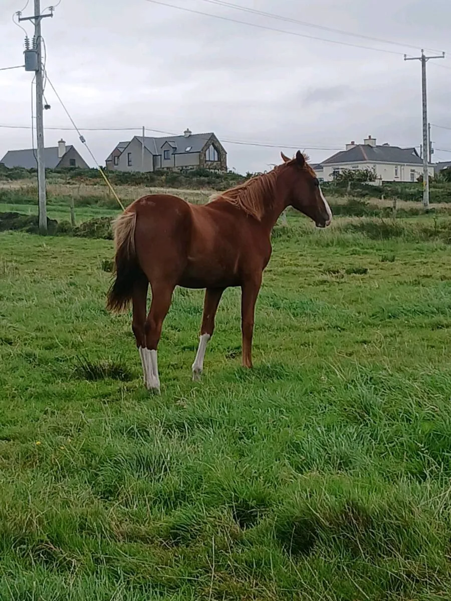 Yearling colt Billy Zeus x Cruise On - Image 3